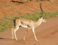 Image of Grant's Gazelle