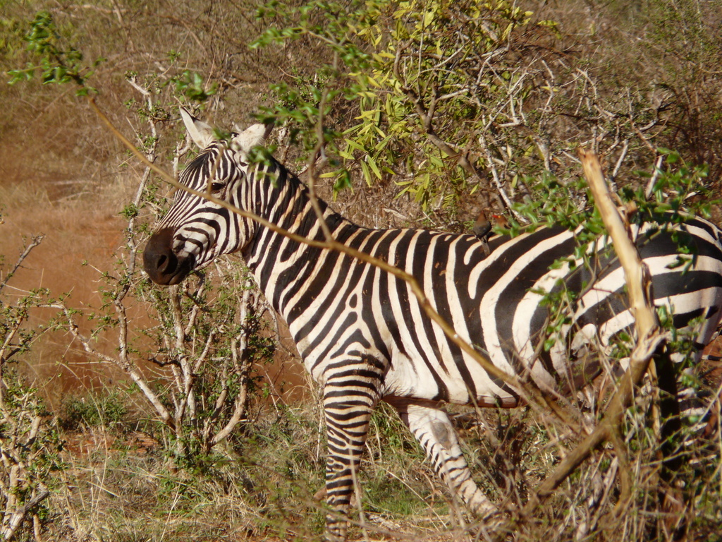 Image of Burchell's Zebra