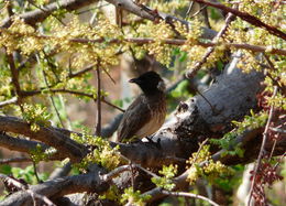 Image of Dodson's Bulbul