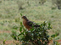 Imagem de Butastur rufipennis (Sundevall 1850)