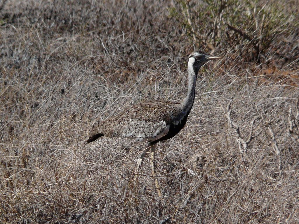 Image of Hartlaub's Bustard