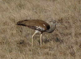 Image of Kori Bustard