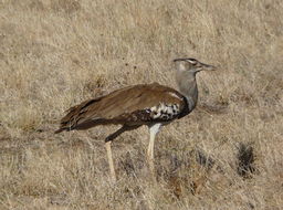 Image of Kori Bustard