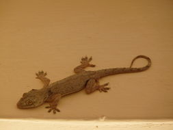 Image of Tropical house gecko