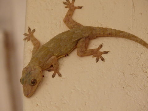 Image of Baobab Gecko