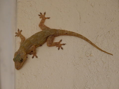 Image of Baobab Gecko