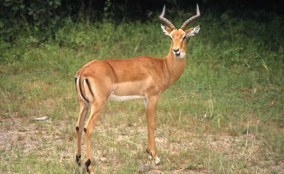 Image of Black-faced Impala