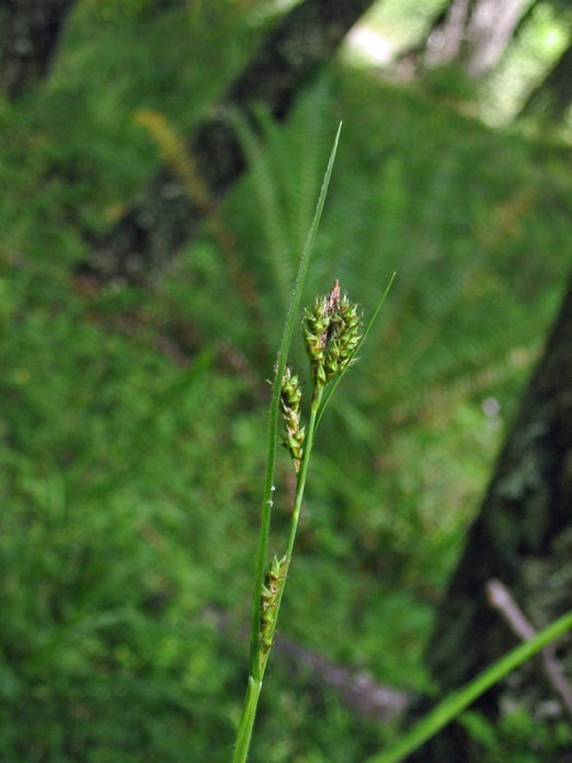 Image of Olney's Hairy Sedge