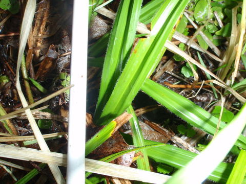 Image of Olney's Hairy Sedge