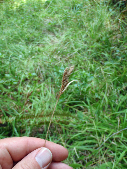 Sivun Carex gynodynama Olney kuva