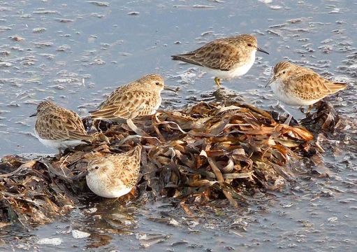 Image of Least Sandpiper