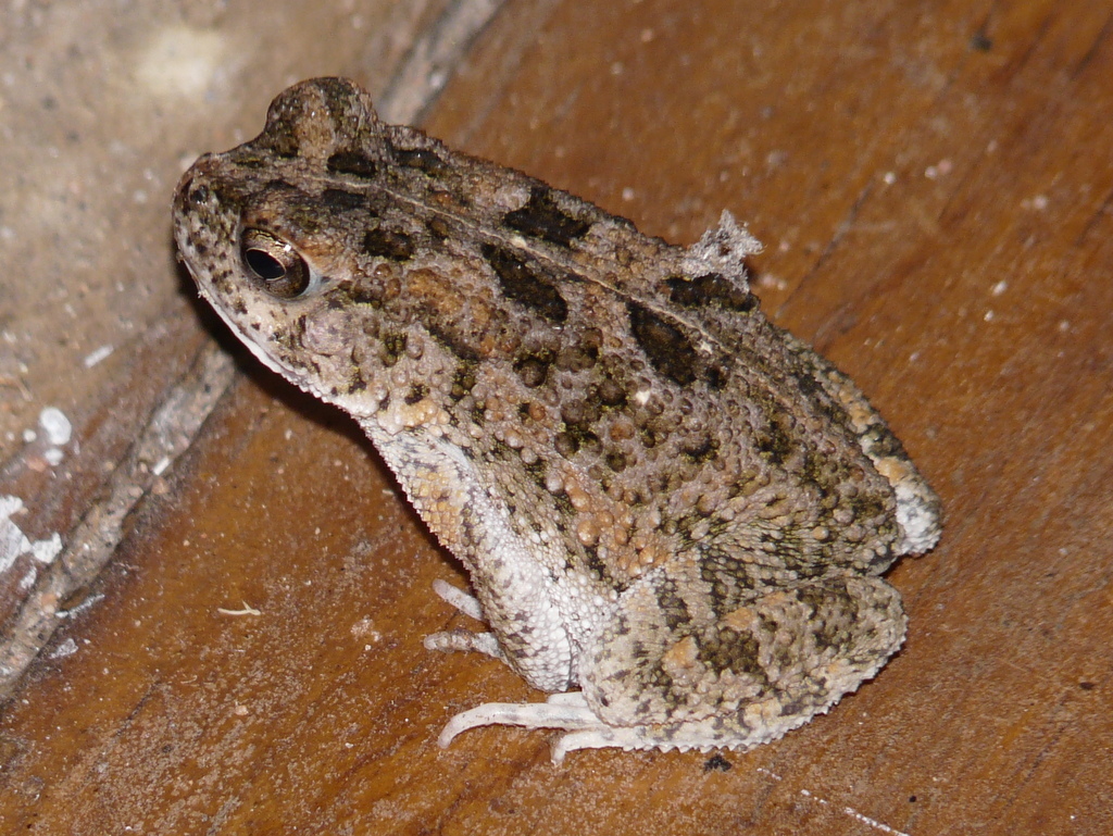 Image de Sclerophrys gutturalis (Power 1927)