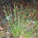Carex multicaulis L. H. Bailey resmi
