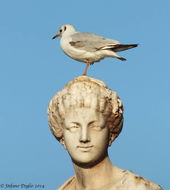 Image of Black-headed Gull