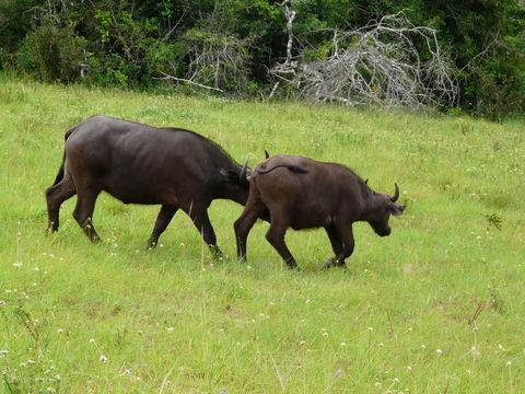 Image de buffle d'Afrique