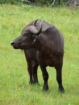 Image of African Buffalo