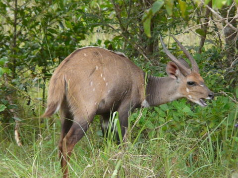 Image of Bushbuck