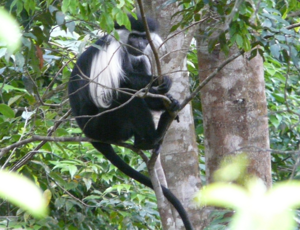 Image of Colobus angolensis Sclater 1860
