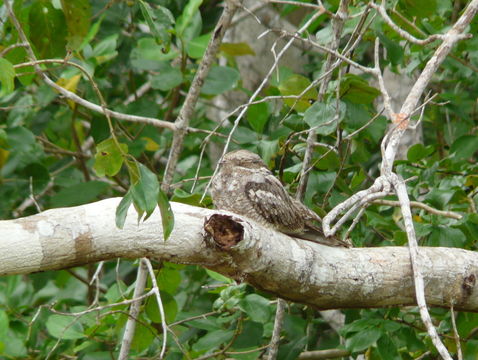 Image of nightjar, european nightjar
