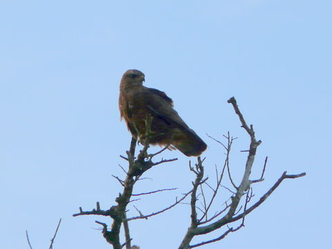 Imagem de Buteo buteo vulpinus (Gloger 1833)