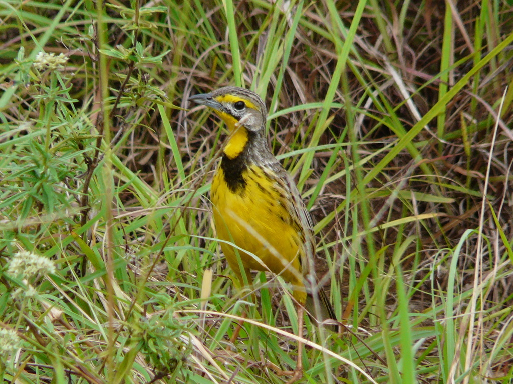 Image of Yellow-throated Longclaw