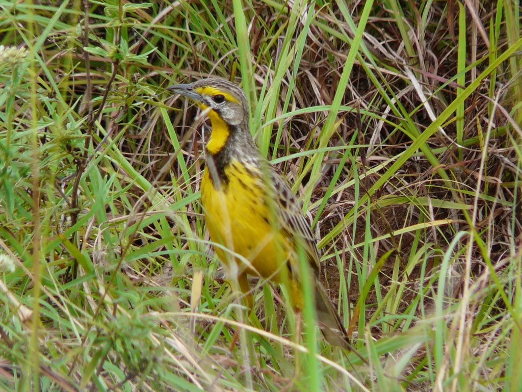 Image of Yellow-throated Longclaw