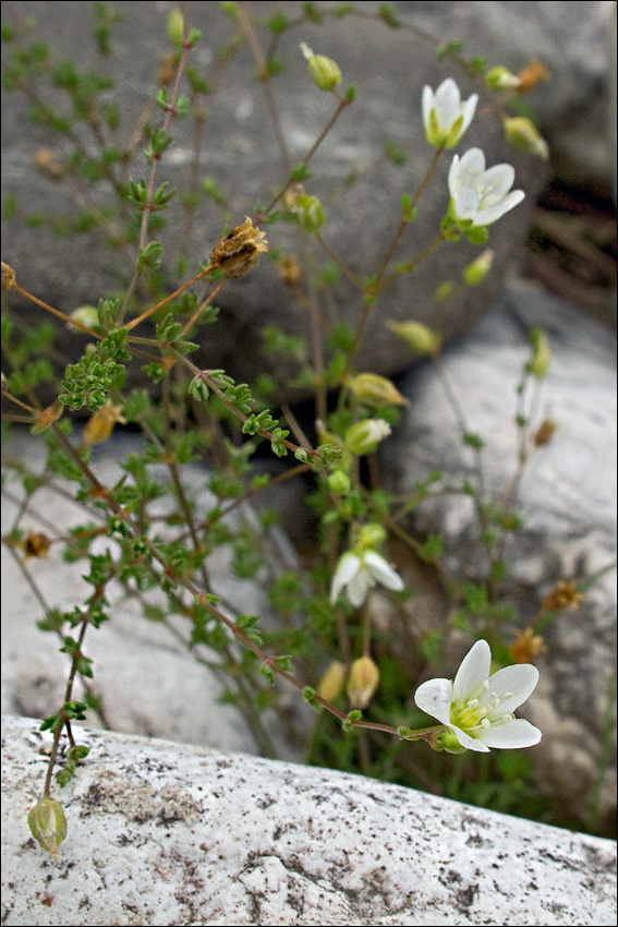 Image of knotted pearlwort