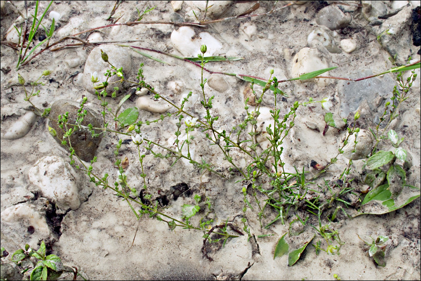 Image of knotted pearlwort