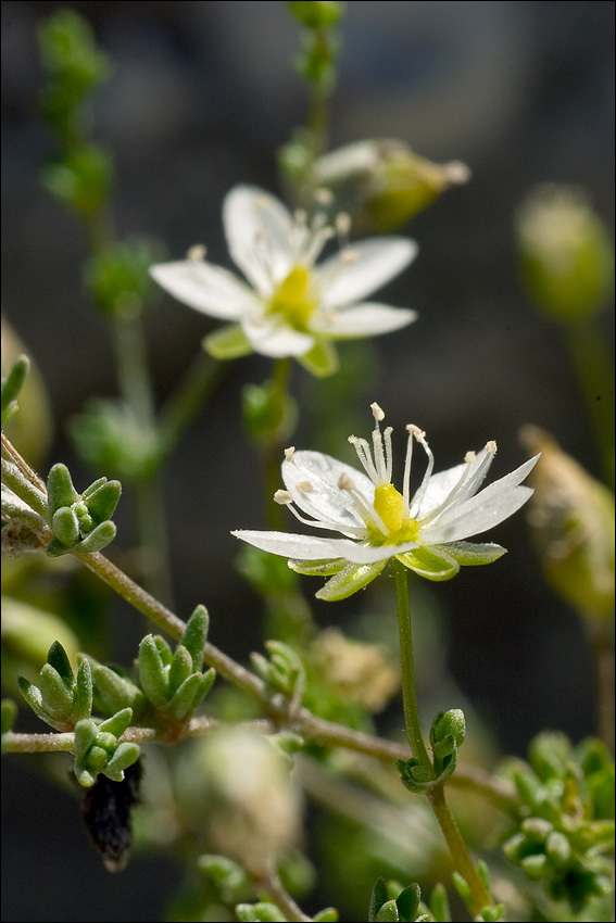 Image of knotted pearlwort