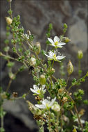 Image of knotted pearlwort