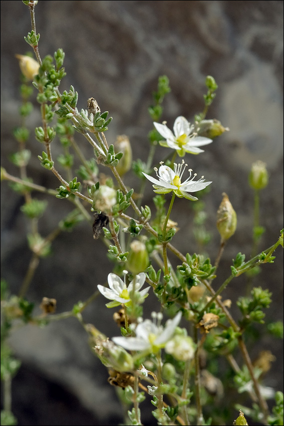 Image of knotted pearlwort