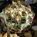 <i>Thelocactus schwarzii</i>的圖片