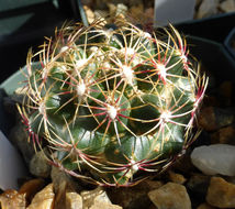 <i>Thelocactus schwarzii</i> resmi