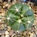 Plancia ëd Gymnocalycium horstii Buining