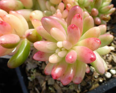 Sedum rubrotinctum R. T. Clausen resmi