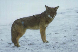 Image of American jackal