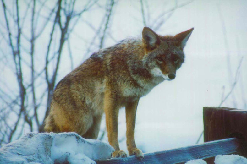 Image of American jackal