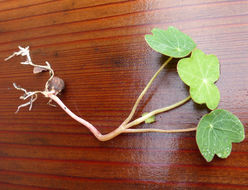 Image of Garden Nasturtium