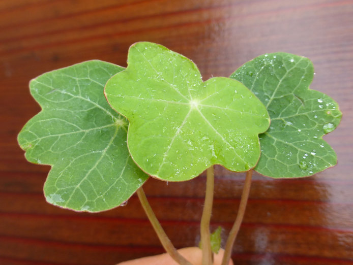 Image of Garden Nasturtium