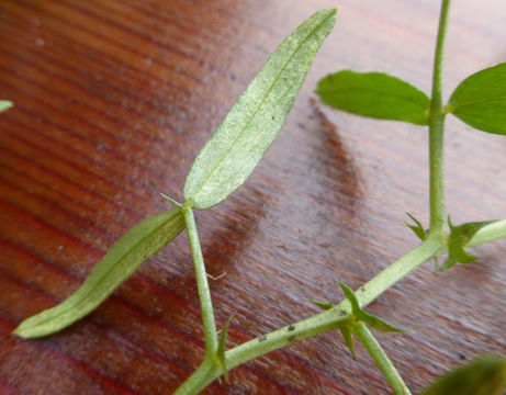 Image of Common Vetch
