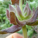 Salvia spathacea Greene resmi