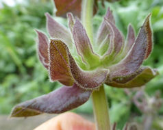 Imagem de Salvia spathacea Greene