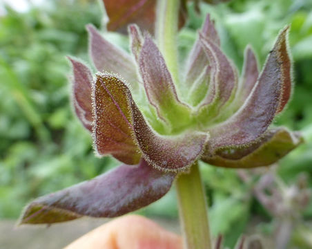 Salvia spathacea Greene resmi