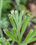 Image of California poppy