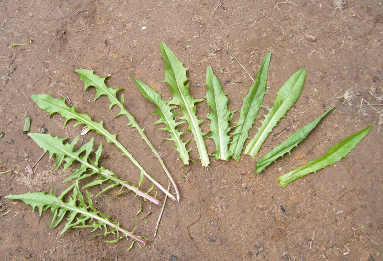 Image of smooth hawksbeard