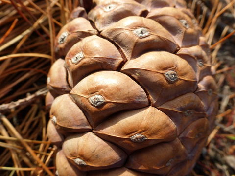 Image of Cedros Island Pine