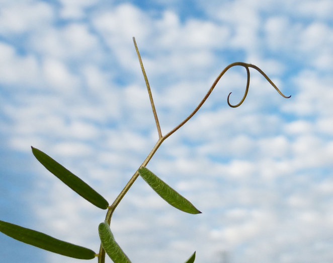 Image of fodder vetch