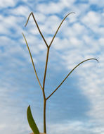 Image of fodder vetch