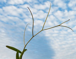 Image of fodder vetch