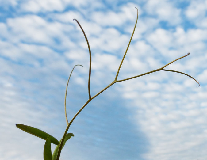 Image of fodder vetch